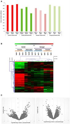 Comparative Transcriptome Profiling of Virulent and Attenuated Ehrlichia ruminantium Strains Highlighted Strong Regulation of map1- and Metabolism Related Genes